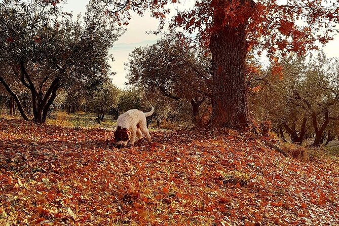 Truffle Hunting Experience in Assisi - Important Safety Guidelines