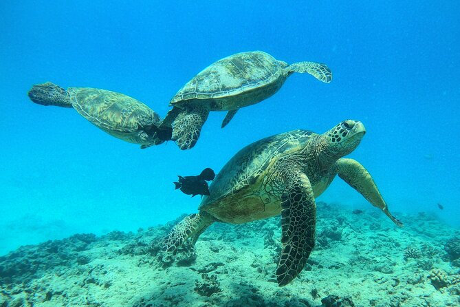 Turtle Canyon Waikiki Snorkel Adventure - Directions to Meeting Point