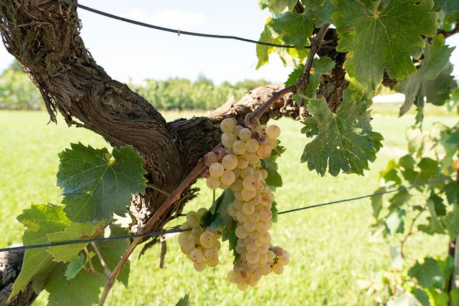 Tuscan Wine Tour in San Gimignano: Tastings and Lunch - Pricing Information