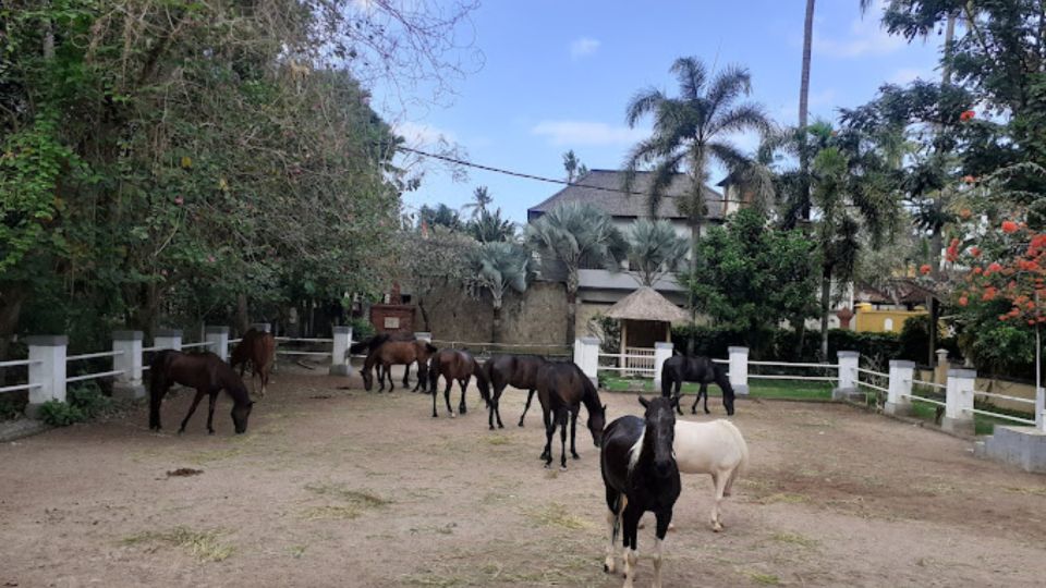 Ubud: 1 Hour Beach Horse Riding With Transfer - Experience Last Words