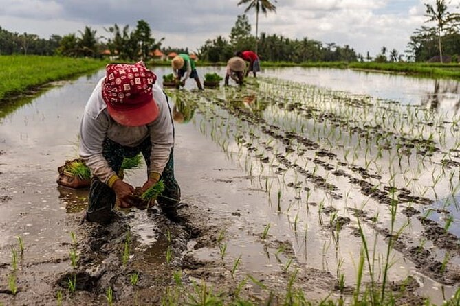 Ubud: Downhill Cycling With Volcano, Rice Terraces and Meal - Safety Guidelines