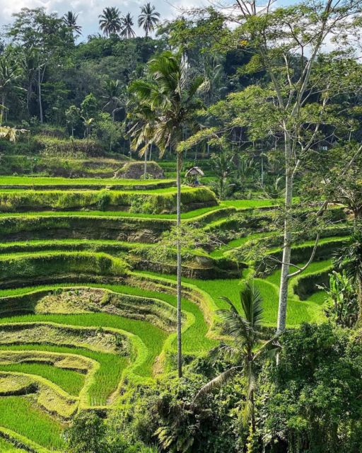 Ubud Full Day Tour Packages - 2 Days Adventure - Day 2 Itinerary