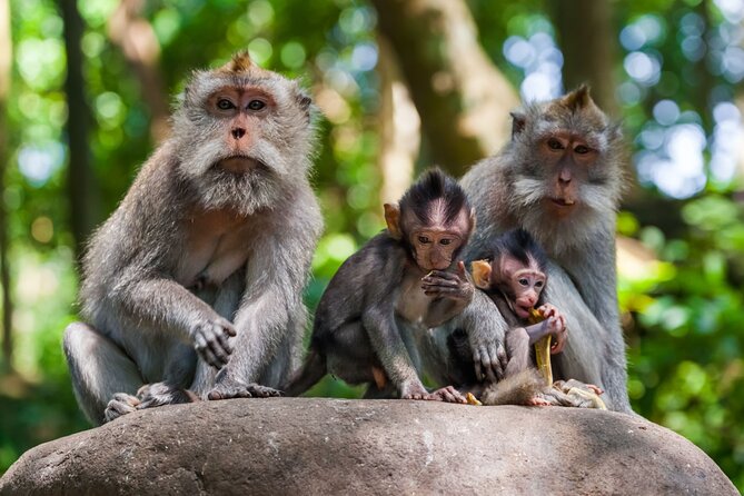 Ubud Private Highlights Tour—Monkey Forest, Villages, and More - Coffee Tasting at Luwak Plantation