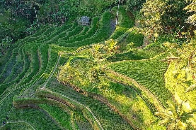 Ubud: Swing - Monkey Forest - Waterfall - Temple - Rice Terraces - Art Crafts - Exploring Ubuds Art Crafts