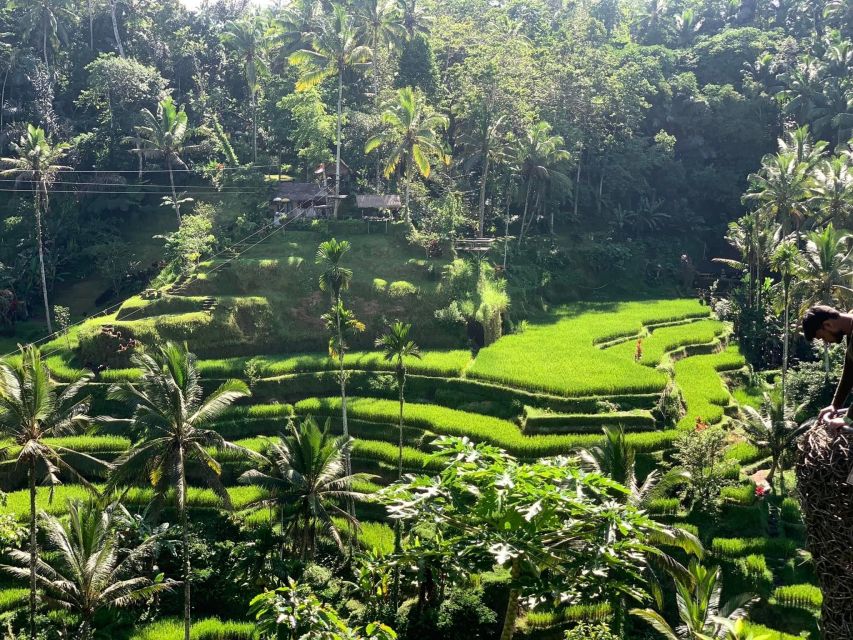 Ubud Swing,Waterfall&Tegalalang Rice Terrace