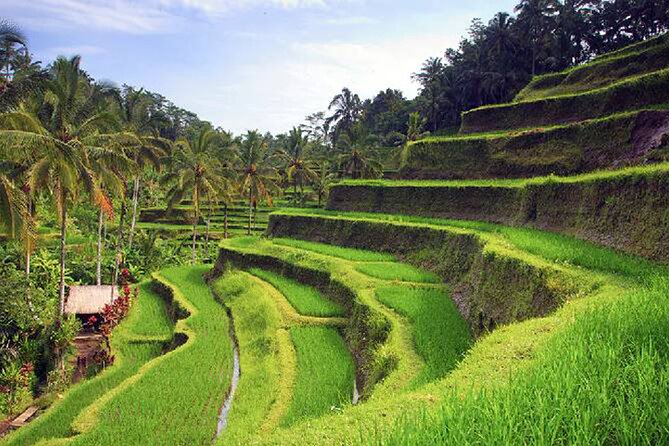 Ubud Tour - Best of Ubud Private Tour With Guide - All Inclusive - Traveler Ratings and Reviews