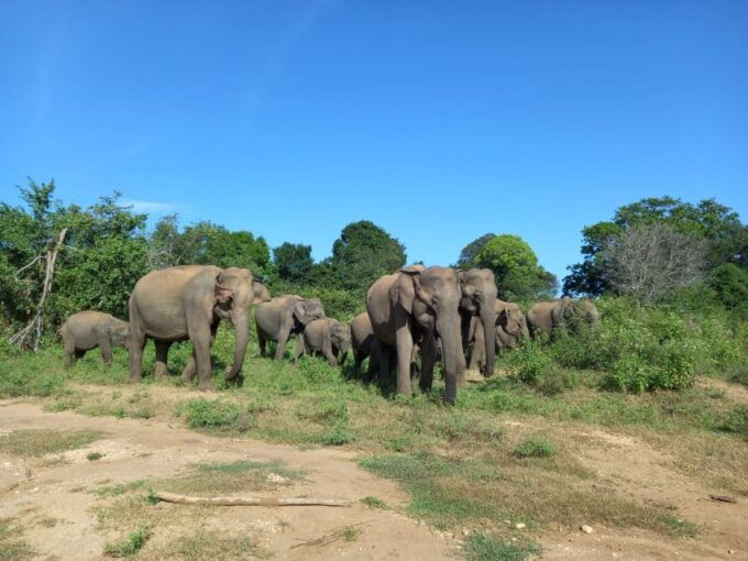 Udawalawe National Park Private Safari With Naturalist - Common questions