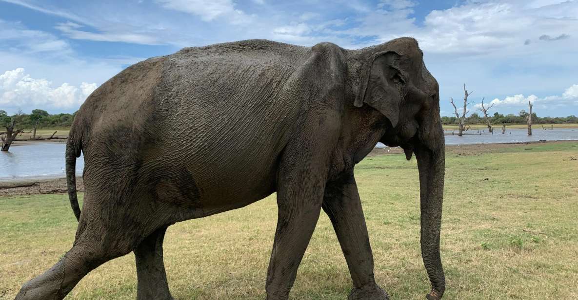 Udawalawe National Park Wildlife Safari From Bentota - Important Pre-Departure Information