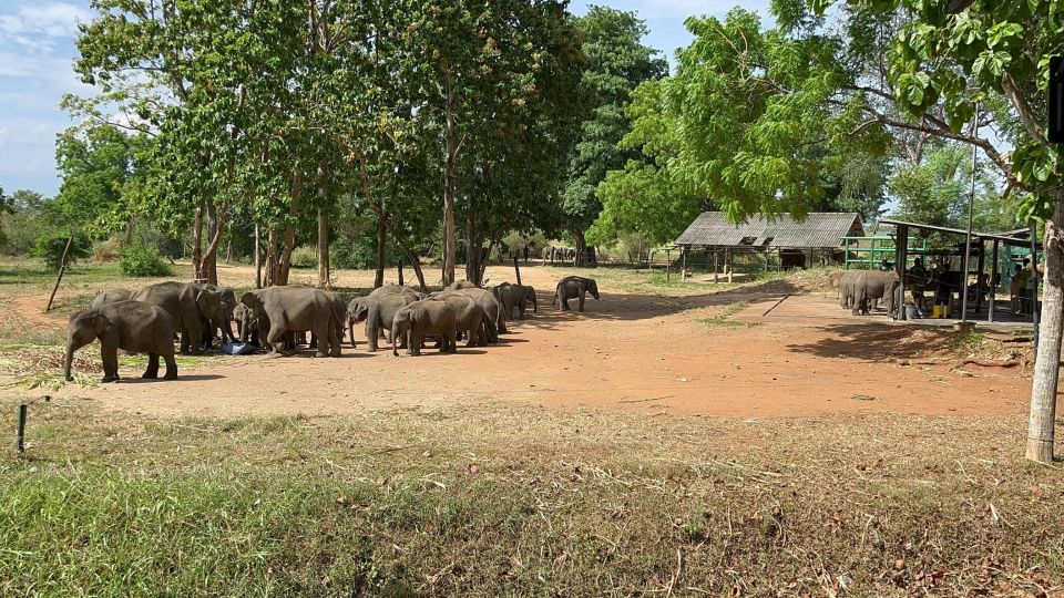 Udawalawe National Park Wildlife Safari From Mirissa - Renowned Elephant Population