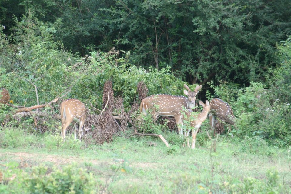 Udawalawe: Udawalawe Wild Safari Tours - Additional Information