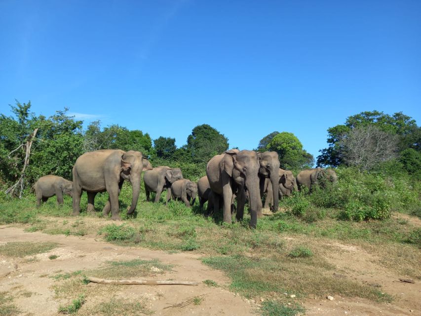Udawalawe Wild Safari Tours 10 Hours Safari - Scenic Lunch and Wildlife Observation