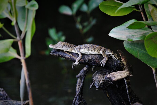 Ultimate Daintree Rainforest Wildlife Experience Cruise - Inclusions: Coffee and Free Wi-Fi