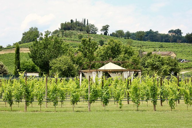 Unforgettable Lunch in the Vine Rows in Tuscany - Enjoy a Culinary Journey