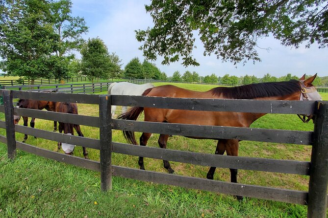 Unique Horse Farm Tours With Insider Access to Private Farms - Traveler Reviews and Experiences