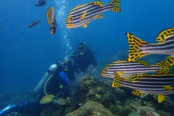 USS Liberty Shipwreck Scuba Diving at Tulamben Bali - Cancellation Policy and Refund Details