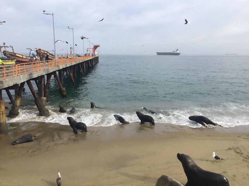 Valparaiso, Viña Del Mar, Winery, Sea Lions & Boat Ride