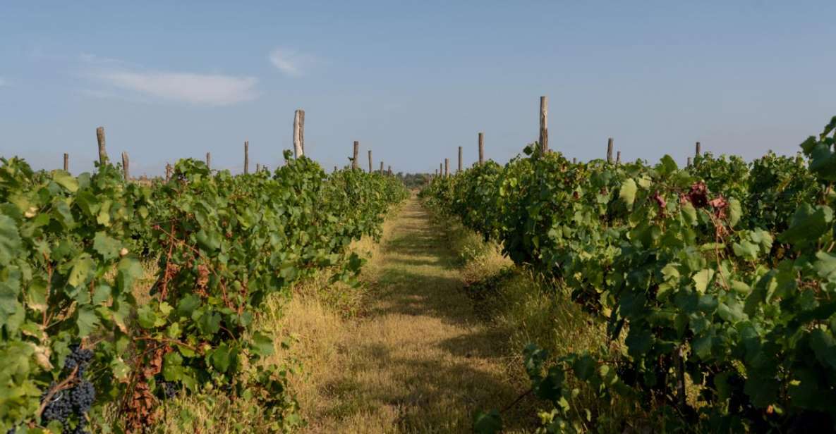 Vineyard Elegance: A Mendoza Wine Odyssey - Enchanting Mendoza Narrative