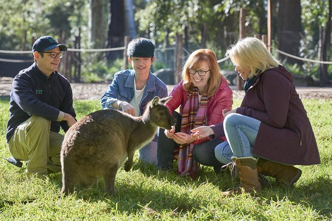 VIP Sanctuary Tour at Healesville Sanctuary - Excl. Entry - Last Words