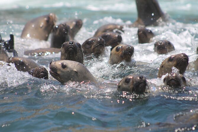 Visit the Sea Lions in Palomino Islands, in Lima Peru - Directions