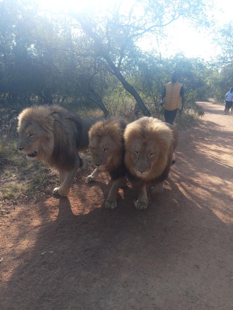 Walking With Lions - Security Measures for Visitors