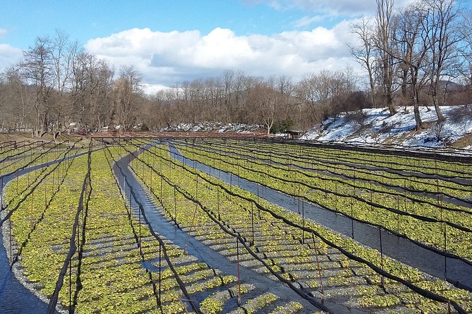 Wasabi Farm Discovery Walking Tour - Common questions