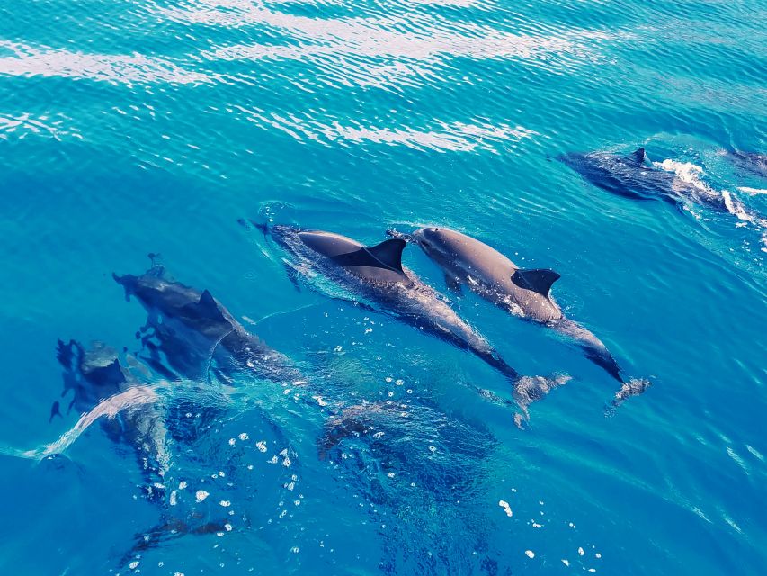 West O'ahu: Swim With Dolphins Catamaran Cruise - Logistics