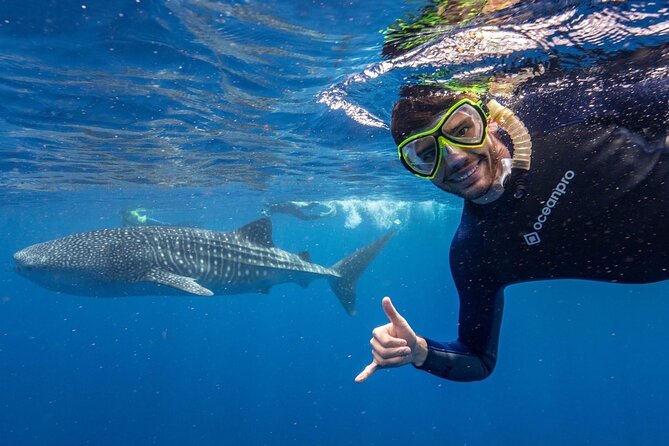 Whale Shark Adventure Tour - Reviews and Ratings
