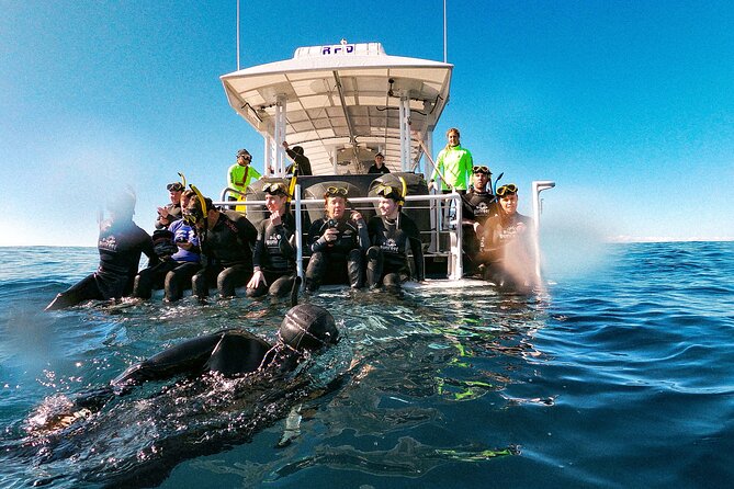 Whale Watching and Swim With Whales Cruise From Mooloolaba - Reviews and Contact Information