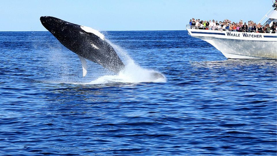 Whale Watching Boat Tour in Trincomalee - Common questions