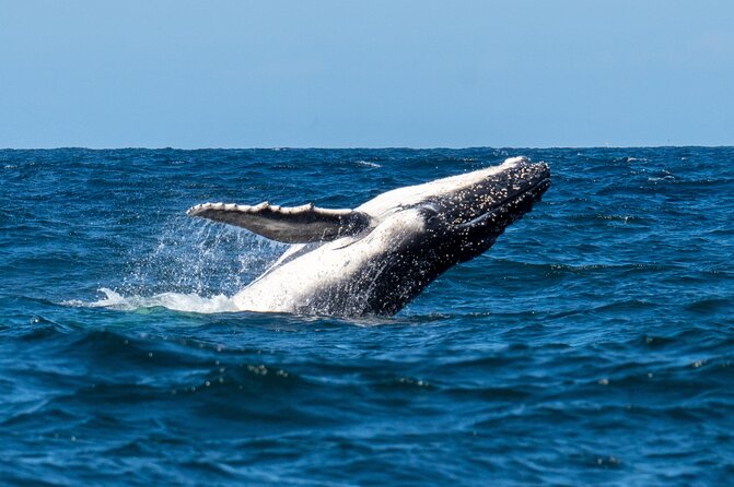 Whale Watching Boat Trip in Sydney - Additional Information and Booking Details