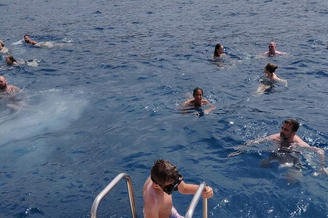 Whale Watching Catamaran in Costa Adeje (Including Drinks & Sandwich) - Customer Satisfaction & Recommendations