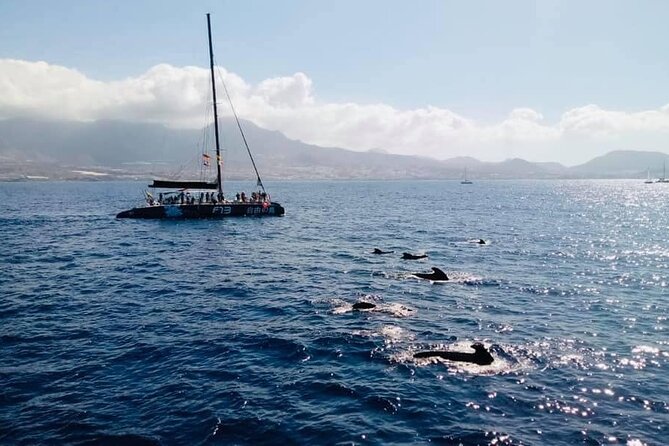Whale Watching Catamaran to Los Gigantes & Masca (Including Drinks & Warm Lunch) - Customer Feedback