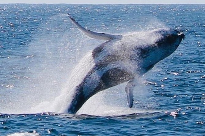 Whale Watching Cruise From Redcliffe, Brisbane or the Sunshine Coast - Crew and Guide Interaction