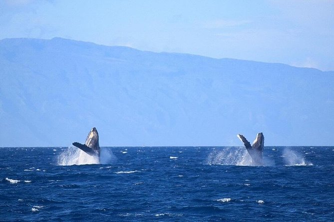 Whale Watching From Maalaea Harbor - Common questions