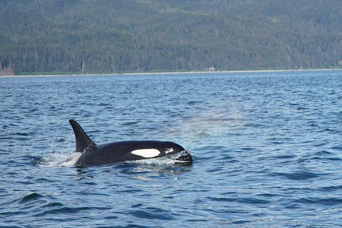 Whale-Watching, Icy Point, Hoonah , Whales, Orca, Killer-Whales. - Captains and Crew