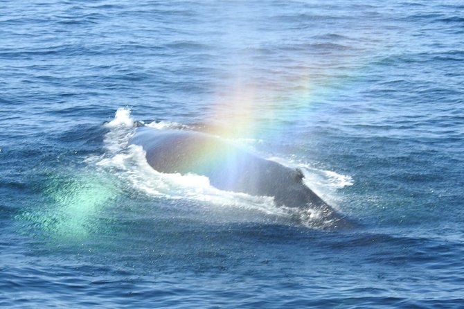 Whale Watching Tour in Gloucester - Additional Info and Support