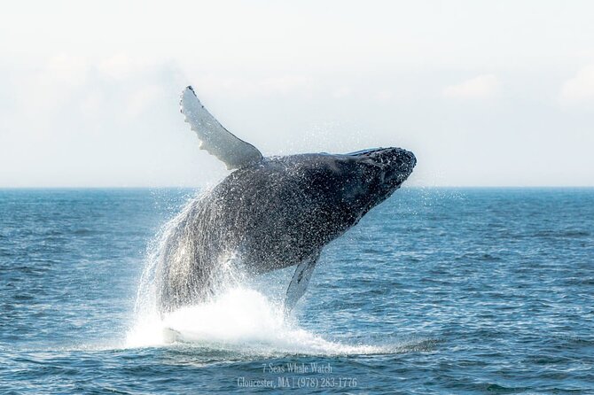 Whale Watching Trips to Stellwagen Bank Marine Sanctuary. Guaranteed Sightings! - Unforgettable Whale Encounters