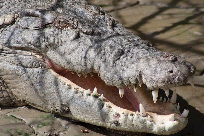 Whitsunday Crocodile Safari From Airlie Beach Including Lunch - Pickup Locations