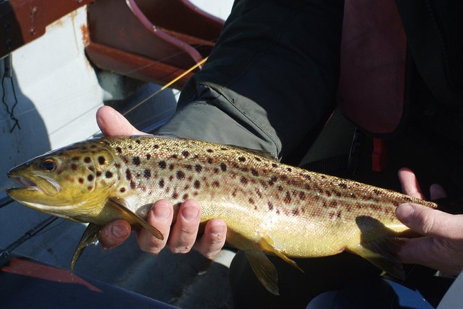 Wild Brown Trout Fly Fishing With Guide on Lough Corrib, County Galway. - Gear and Equipment Provided