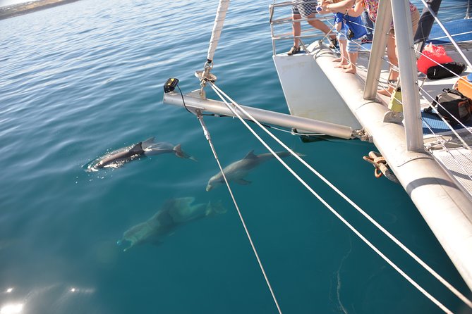 Wild Dolphin Watch Cruise - Pricing and Booking Information
