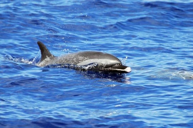 Wild Dolphin Watching and Snorkel Safari off West Coast of Oahu - Cancellation Policy Details