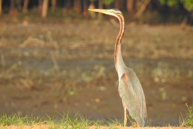 Wildlife at Sungei Buloh Wetland Reserve - Activities Available for Visitors