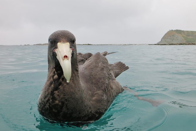 Wildlife Sea Kayaking Tour - Kaikoura - Cancellation Policy