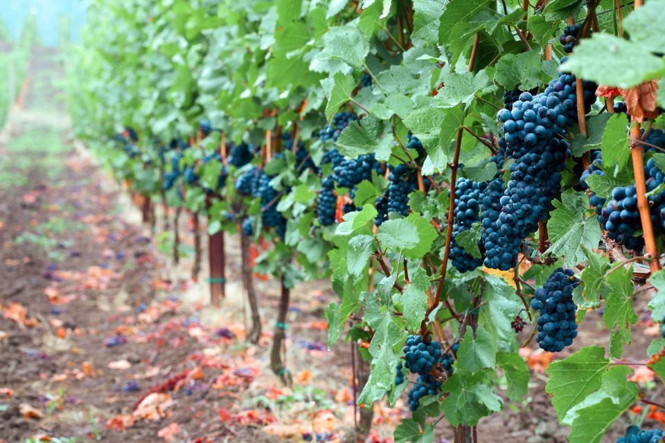 Willamette Valley Wine Tour (Tasting Fees Included) - Tour Reviews