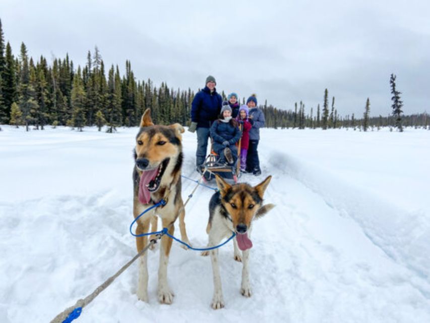 Willow: Traditional Alaskan Dog Sledding Ride - What to Expect