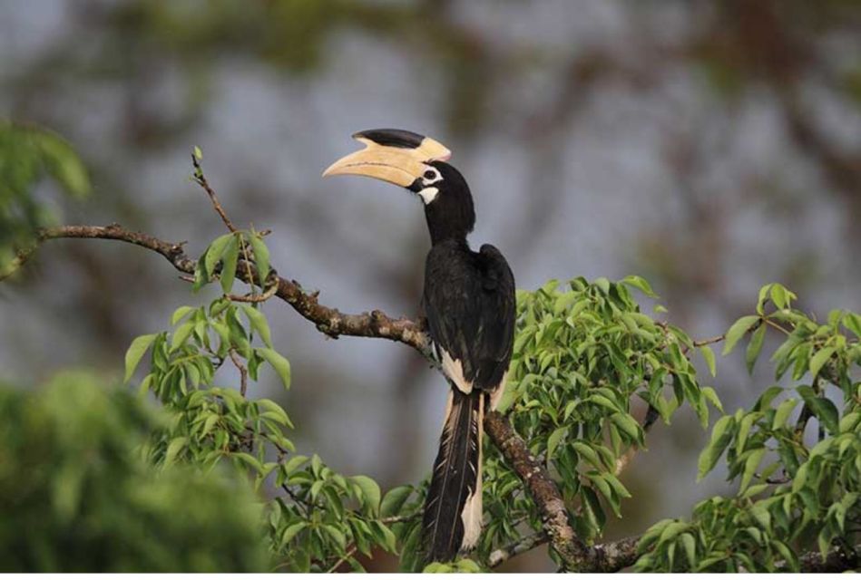 Wilpattu National Park: Morning or Evening Leopard Safari - Common questions