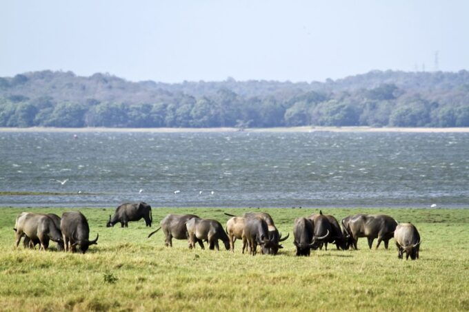 Wilpattu National Park Safari Tour From Kandy - Local Experience and Return