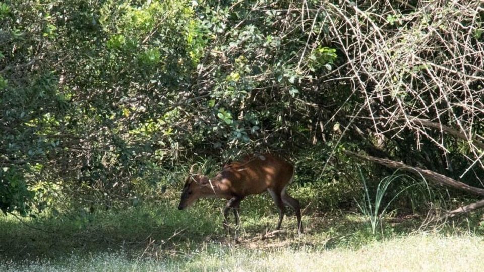 Wilpattu National Park With Safari Jeep & Entrance Ticket - Common questions