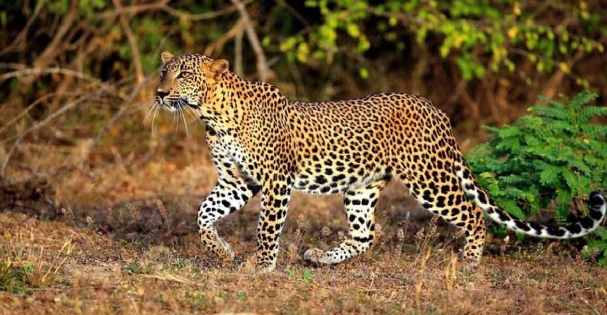 Yala: 1 Day Leopard Safari With Picnic Lunch From Hambantota - Directions