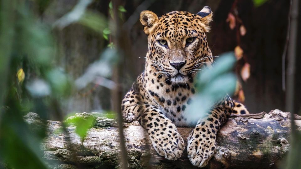 Yala National Park: Leopard Safari Day Tour From Colombo - Early Morning Start